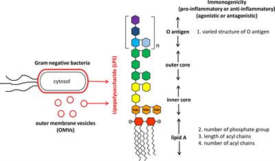 Like Cures Like: Pharmacological Activity of Anti-Inflammatory Lipopolysaccharides From Gut Microbiome